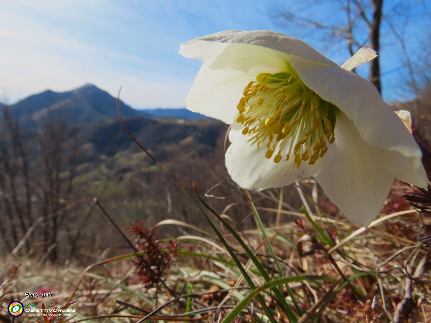 10 Ellebori in fiore con vista in Monte Gioco.JPG